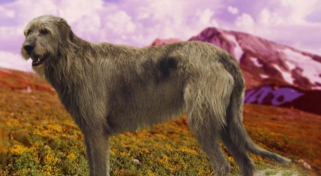 Irish Wolfhound Dog