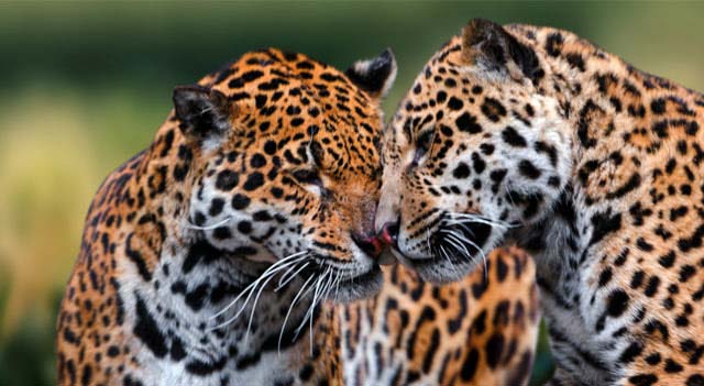 Jaguars Cat