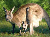 Kangaroo Facts And Pictures