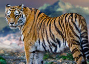 Largest Tiger Of The World