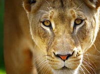 Lion Facts And Pictures 
