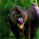 Mandrill Largest Monkey