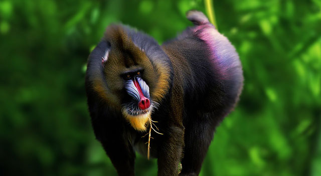 Mandrill Largest Monkey