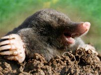 Mole Facts And Pictures