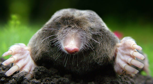 Mole Animal Facts And Pictures