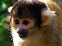 Monkey Facts And Pictures 