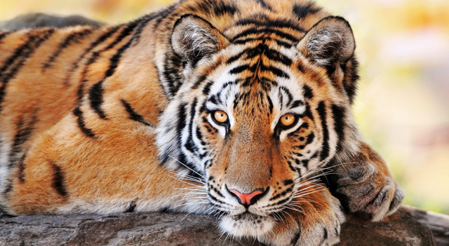 Tiger Facts, Pictures and Habitat of this Animal