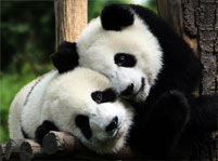Panda Facts And Pictures