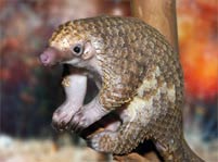 Pangolin Facts And Pictures