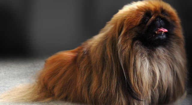 Pekingese Smallest Dog