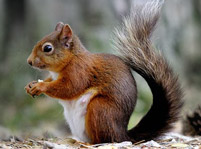Squirrels Facts And Pictures