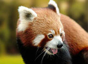 Red Panda