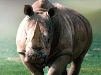 Rhinoceros Facts And Pictures