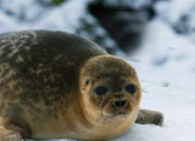 Smallest Seal In The World