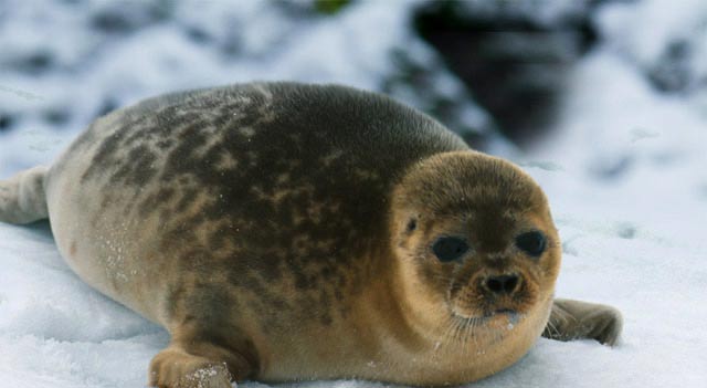Ringed Seal Are Smallest Seals