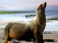 Sea Lion Facts And Pictures