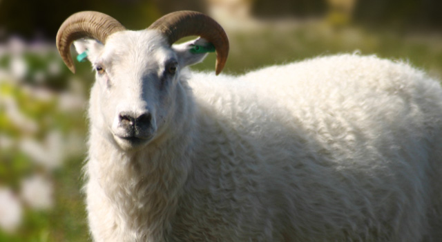 Sheep Mammal Facts, Habitat and Pictures - Animals List