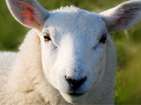 Sheep Facts And Pictures