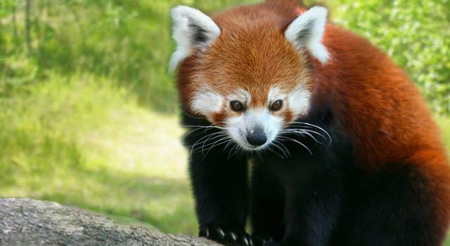 Smallest Panda In The World