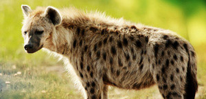 Facts About Hyenas - Spotted Hyena