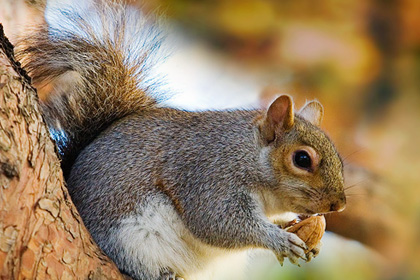 Squirrel Nut Cute Picture