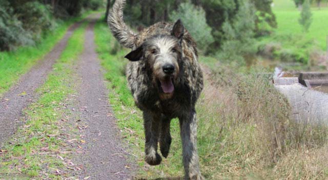 Tallest Dog In The World