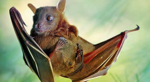 What Are Bats