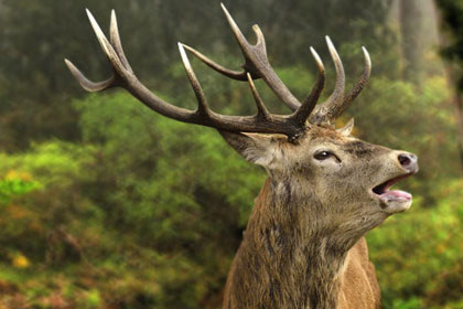 What Do Deer Antlers View
