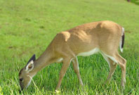 What Do Deer Eat Grass In Plot