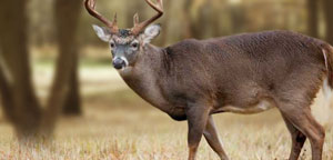 What Do Deer Eat In Jungle Picture