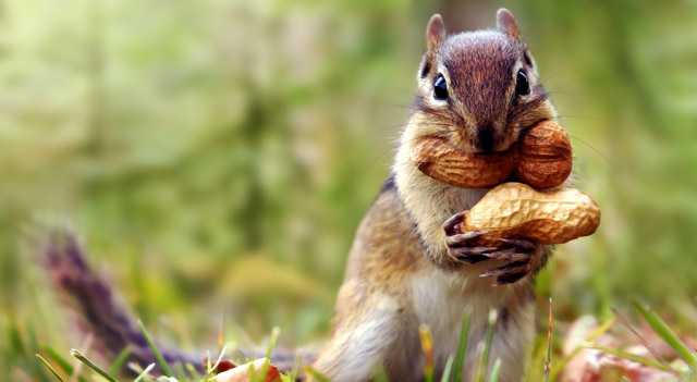 What Do Squirrels Eat Peanut