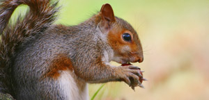 What Do Squirrels Eat Picture