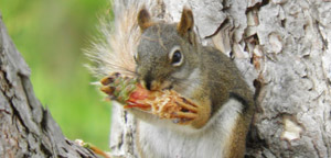 What Do Squirrels Eat View