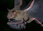 Where Bats Are Found