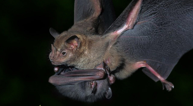 Where Bats Are Found