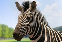 Where Do Zebras Live, Zebras Habitat