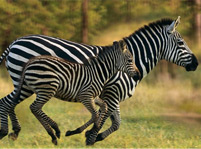 Where do Zebras Live