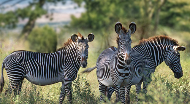 Where Do Zebras Live Zebras Habitat