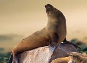 Where Seals Are Found