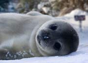 Types Of Seals