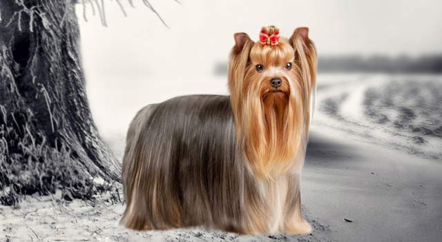 Yorkshire Terrier Dog