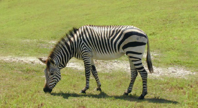 What do Zebras Eat?