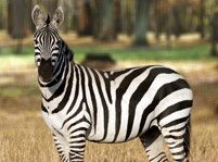 Zebra Mammals Facts And Pictures