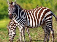 What do Zebras Eat