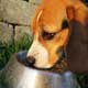 FDA Warning: Should I Feed My Dog A Food Without Peas, Lentils And Legumes?