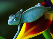 Chameleons Facts And Pictures