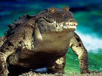 Crocodiles And Alligators