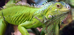 Iguana Are Gazing View Picture