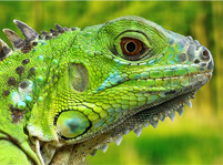 Iguana Facts And Pictures