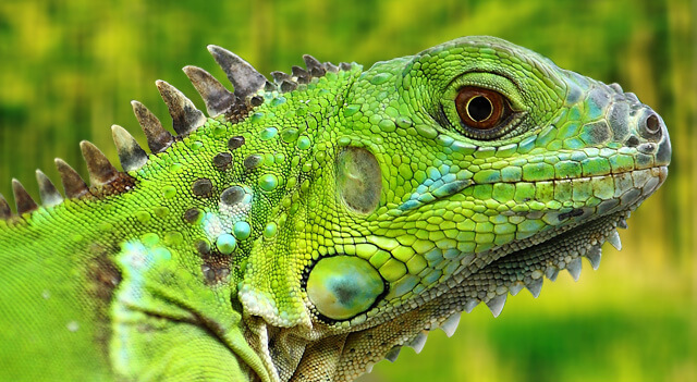 Iguana Closeup Picture